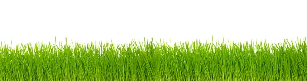 Green grass — Stock Photo, Image