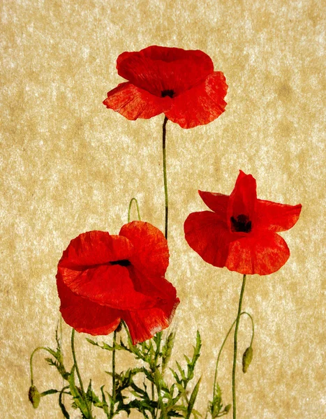 stock image Poppies