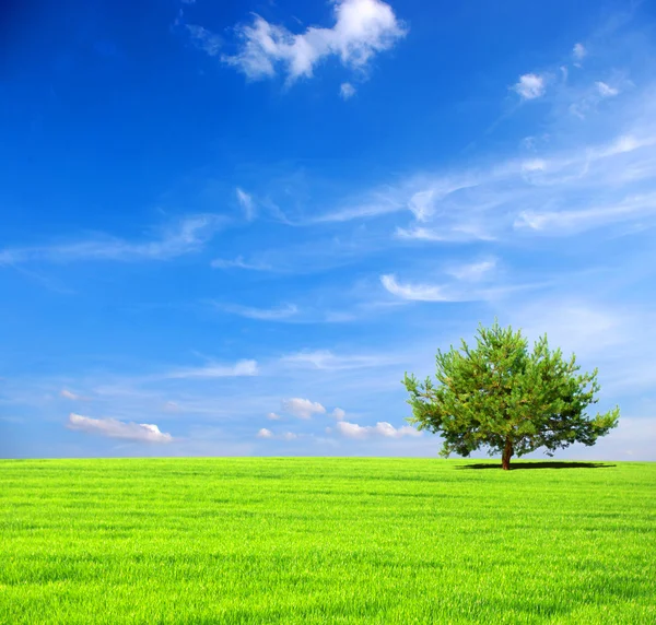 stock image Field with tree