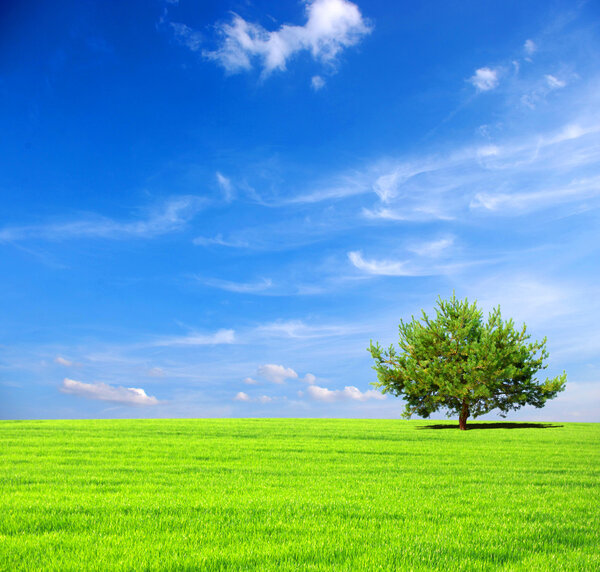 Field with tree