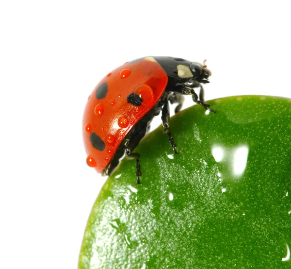 stock image Ladybird on leaf