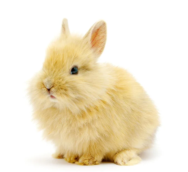 Kleine bruin konijn — Stockfoto