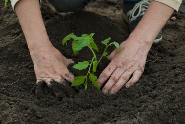 Woman planting a tomato plant clipart