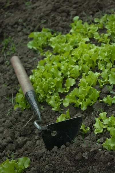 stock image Small hand garden tool