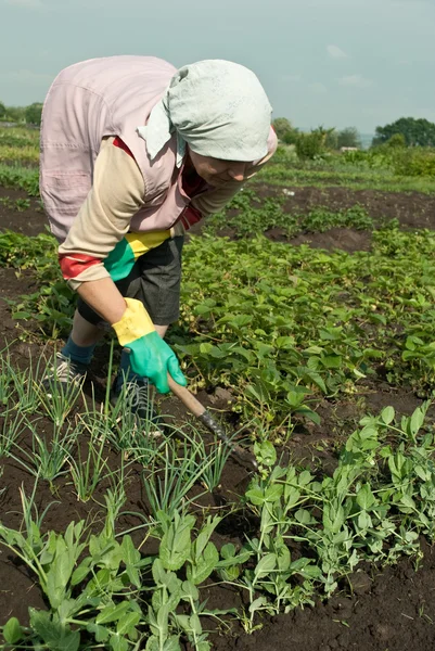 stock image Woman in Field