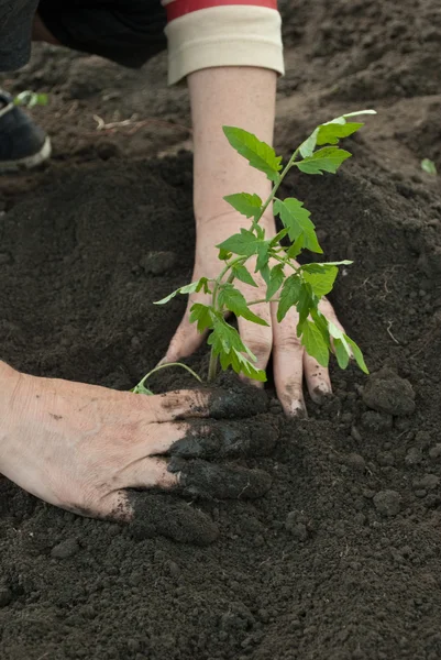 Donna piantare una pianta di pomodoro — Foto Stock