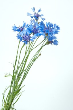 Cornflowers isolated on white background clipart