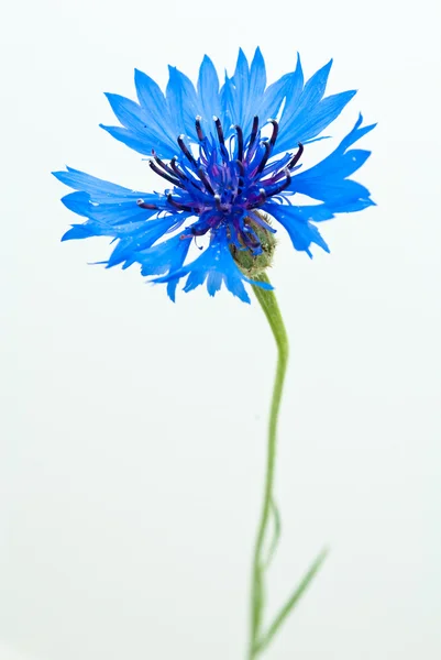 Cornflower isolado no fundo branco — Fotografia de Stock