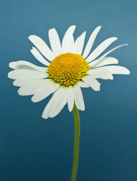 Flor de camomila — Fotografia de Stock