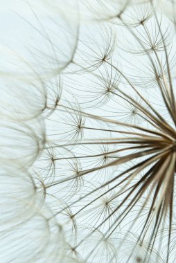 Dandelion clipart