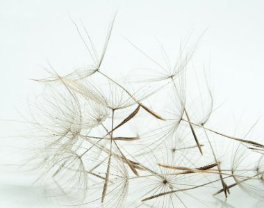 Dandelion seeds clipart