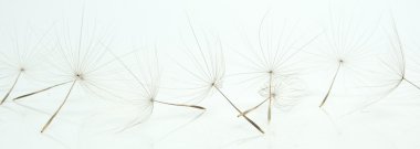 Dandelion seeds clipart