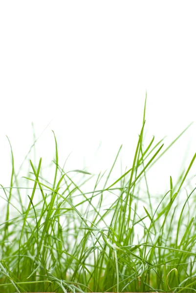 stock image Green grass