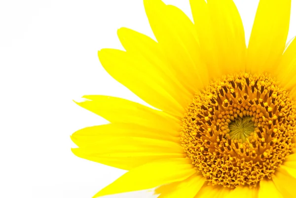 stock image Sunflower