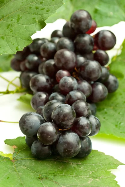 Grappolo d'uva su fondo bianco — Foto Stock