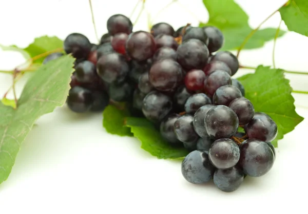 Bando de uvas no fundo branco — Fotografia de Stock