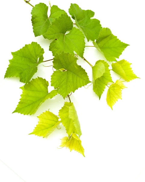 Branch of grape vine on white background — Stock Photo, Image