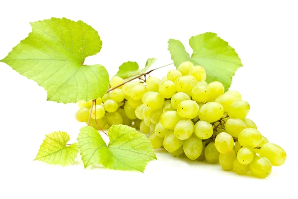 Ramo de uvas sobre fondo blanco — Foto de Stock