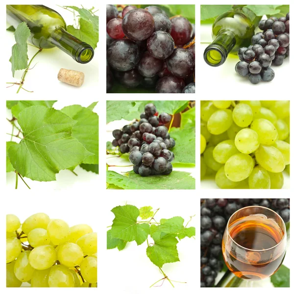 Conjunto de uvas diferentes — Fotografia de Stock