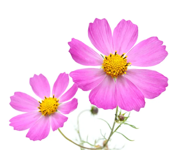 Flowers — Stock Photo, Image