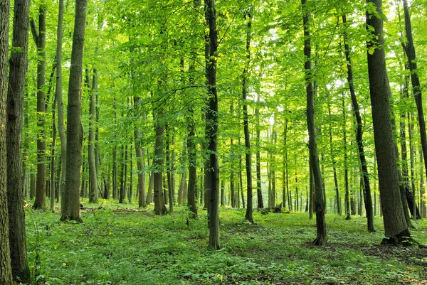 Erdő — Stock Fotó