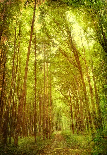 Vintage orman fotoğraf — Stok fotoğraf
