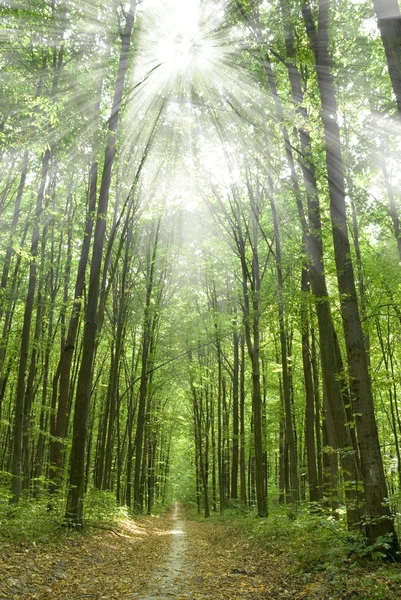Floresta — Fotografia de Stock