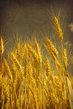 Wheat clipart