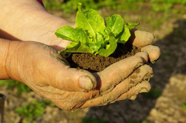 Plant in hand clipart