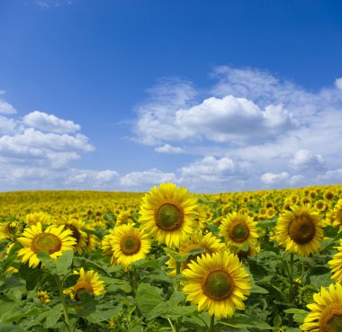 Sunflowers clipart