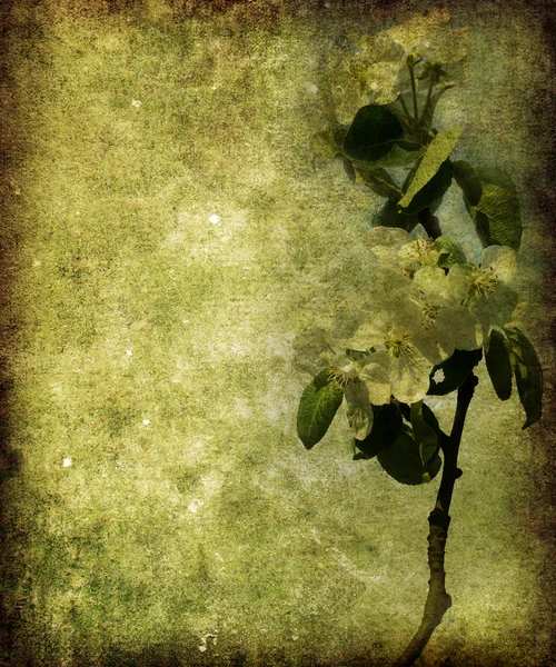 复古花卉背景 — 图库照片