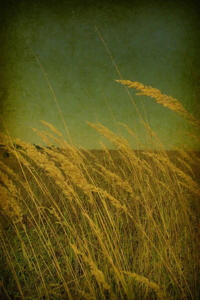 Tło trawy — Zdjęcie stockowe