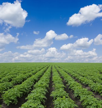 Potato field clipart