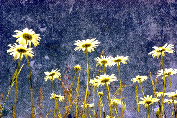 Grunge mező százszorszép virág — Stock Fotó