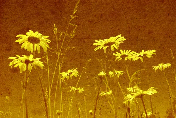 GRUNGE FIELD OF DAISY FLOWERS — Stock Photo, Image