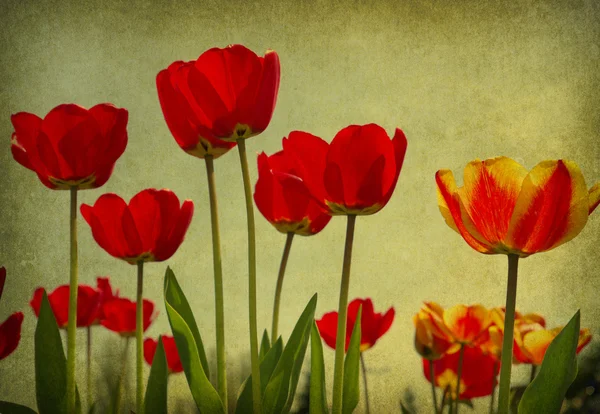 Grunge blommor bakgrund — Stockfoto