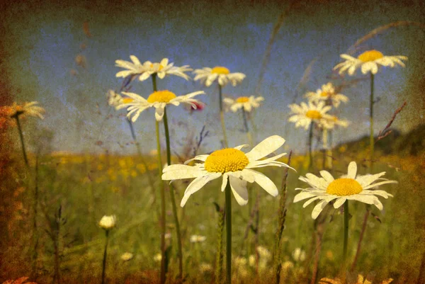 GRUNGE FIELD OF DAISY FLOWERS — Stock Photo, Image