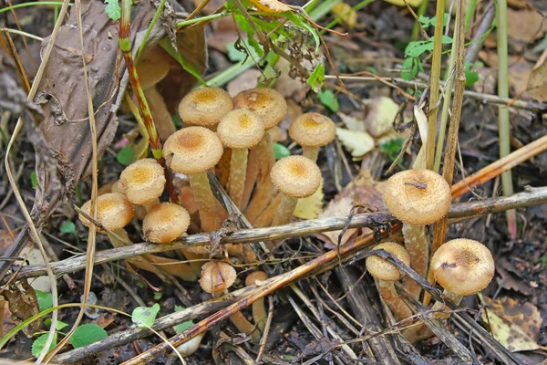 stock image Mushrooms