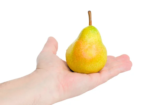 Päron på palm — Stockfoto