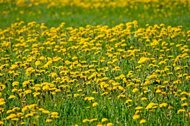 Sarı dandelions