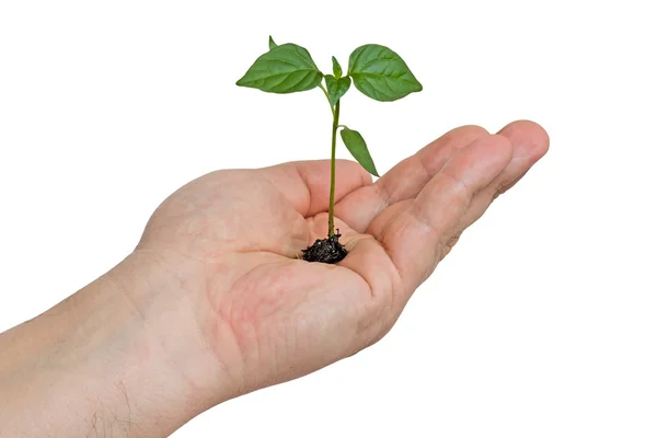 stock image Hand man with the plant.