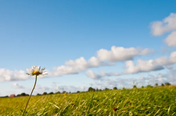 Camomile and blue sky — Stock Photo, Image
