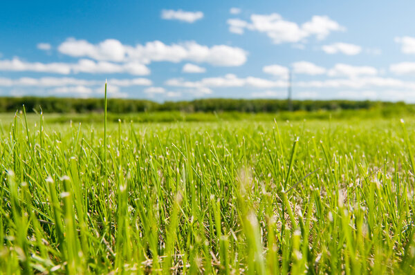 Shot of beautiful landscape, green grass and blue sky