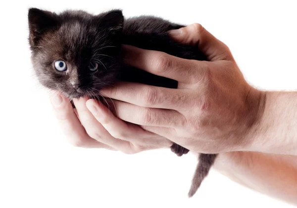 Little cute kitten — Stock Photo, Image