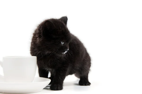 Piccolo gattino carino — Foto Stock