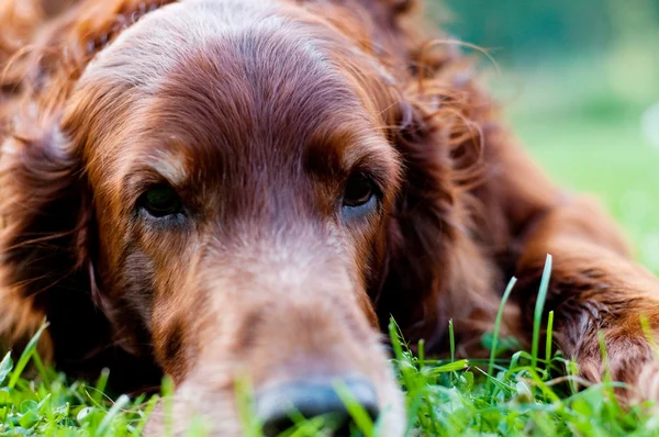 stock image Irish setter