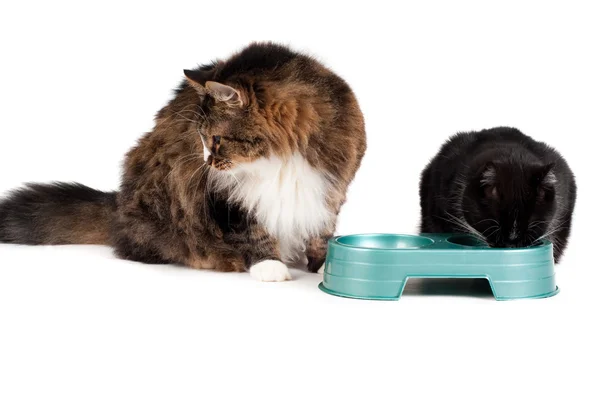 Koty jedzenie — Zdjęcie stockowe