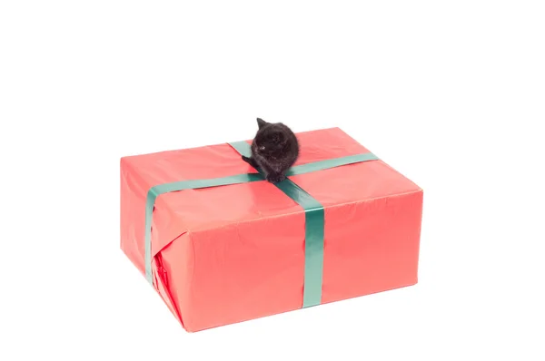 Caja de regalo y kotten — Foto de Stock