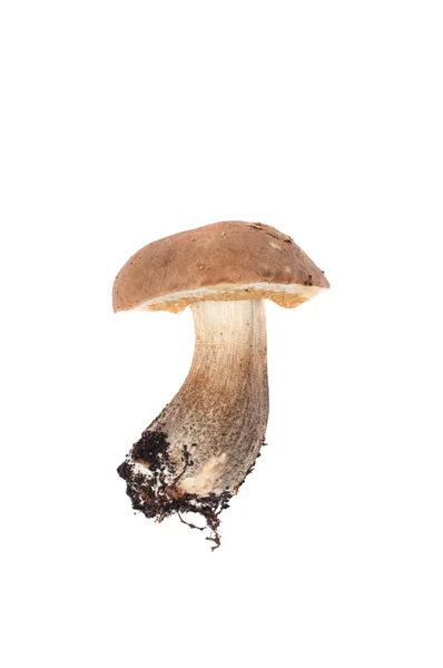 stock image Boletus in studio