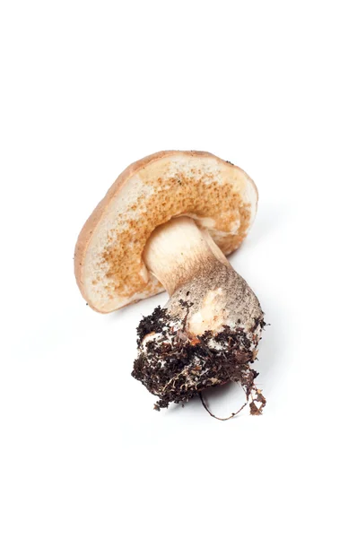 stock image Boletus in studio